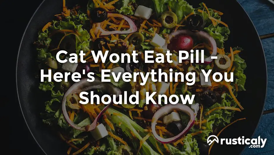 cat wont eat pill