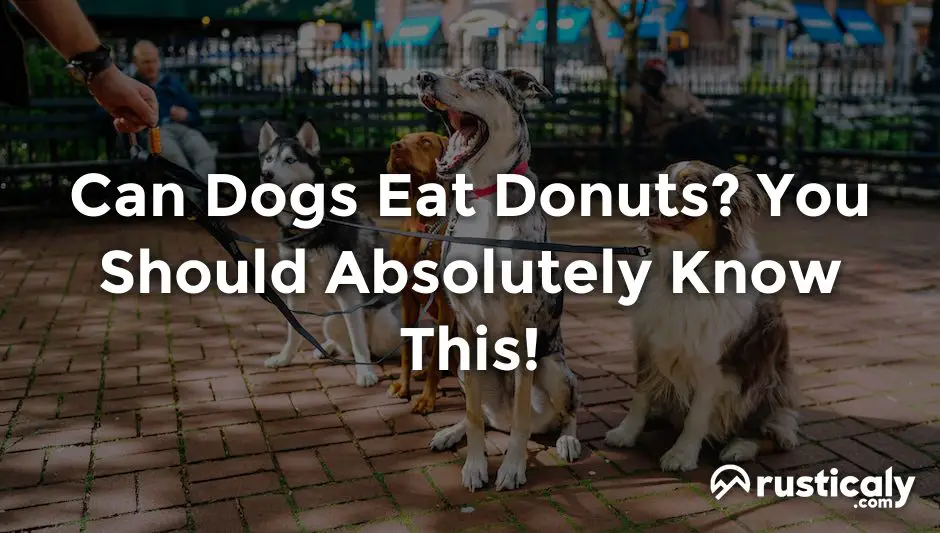 can dogs eat donuts