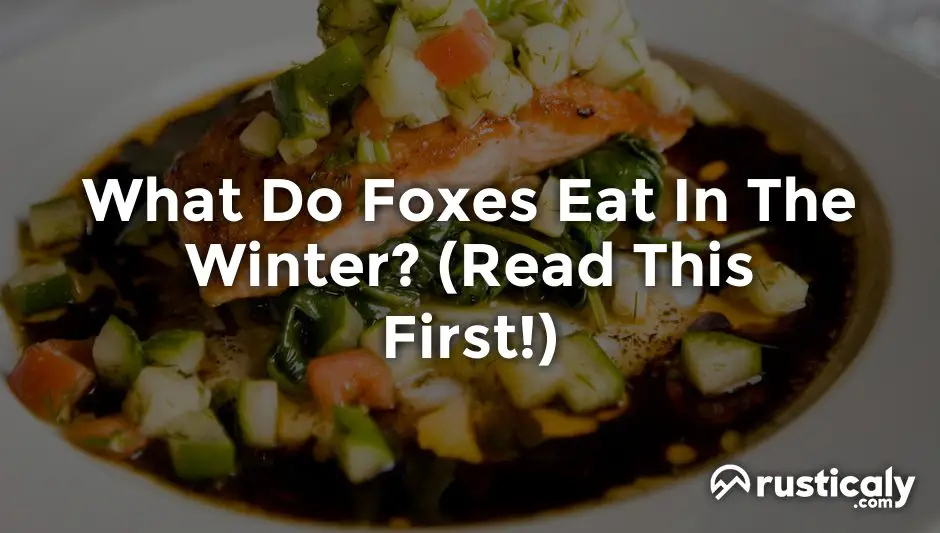 what do foxes eat in the winter