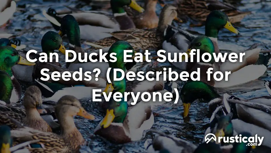 can ducks eat sunflower seeds