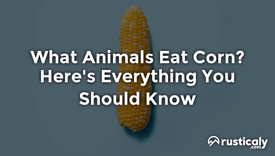 what animals eat corn