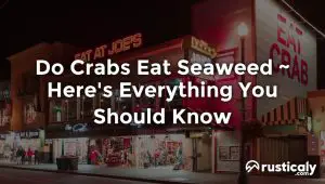 do crabs eat seaweed
