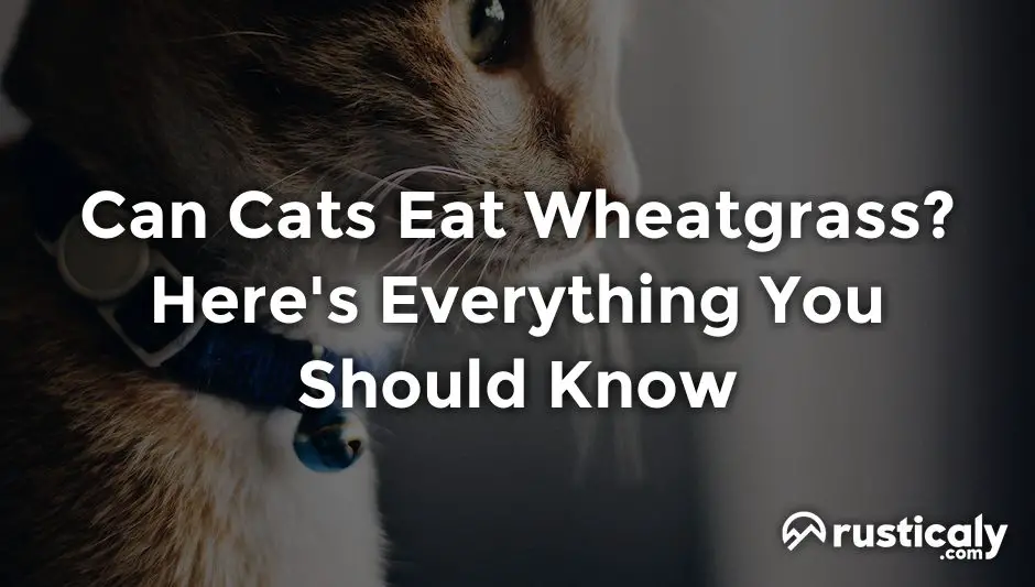 can cats eat wheatgrass