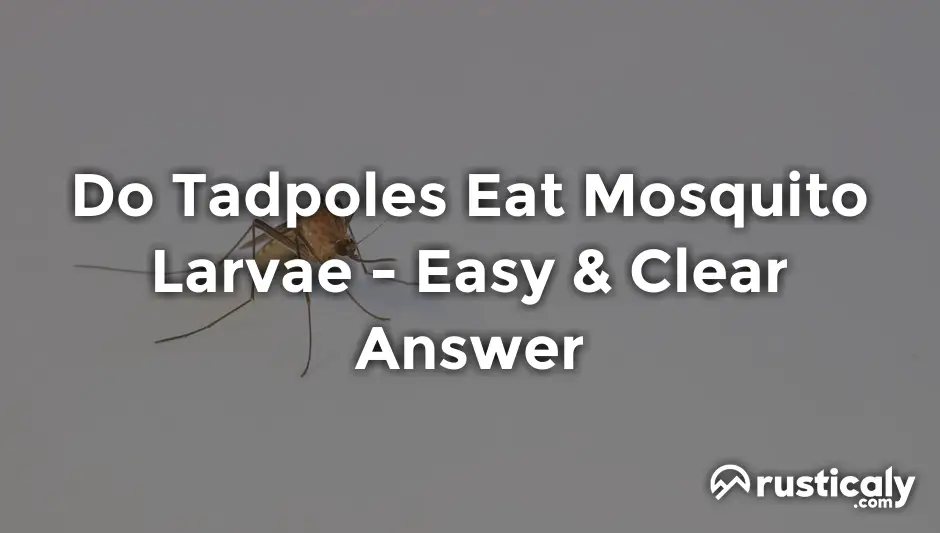 do tadpoles eat mosquito larvae