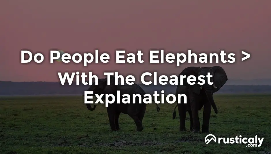 do people eat elephants