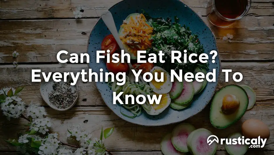 can fish eat rice