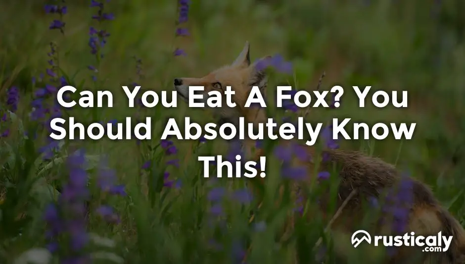 can you eat a fox