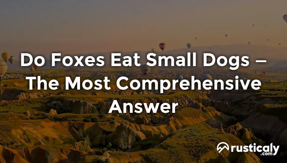 do foxes eat small dogs
