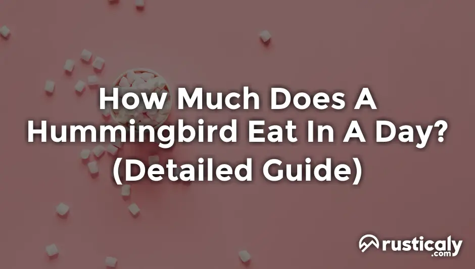 how much does a hummingbird eat in a day
