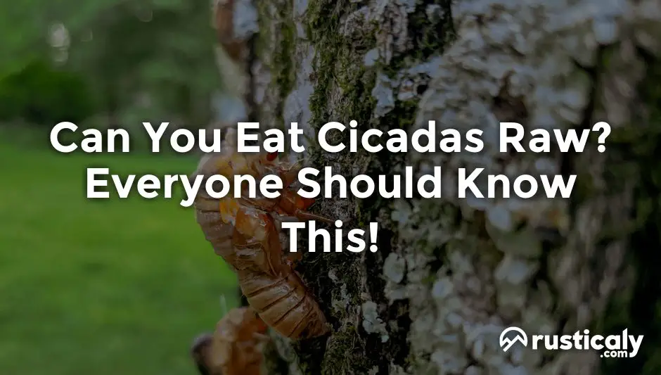 can you eat cicadas raw