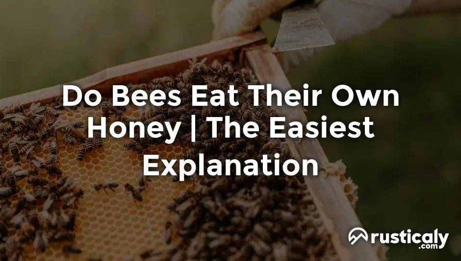 do bees eat their own honey