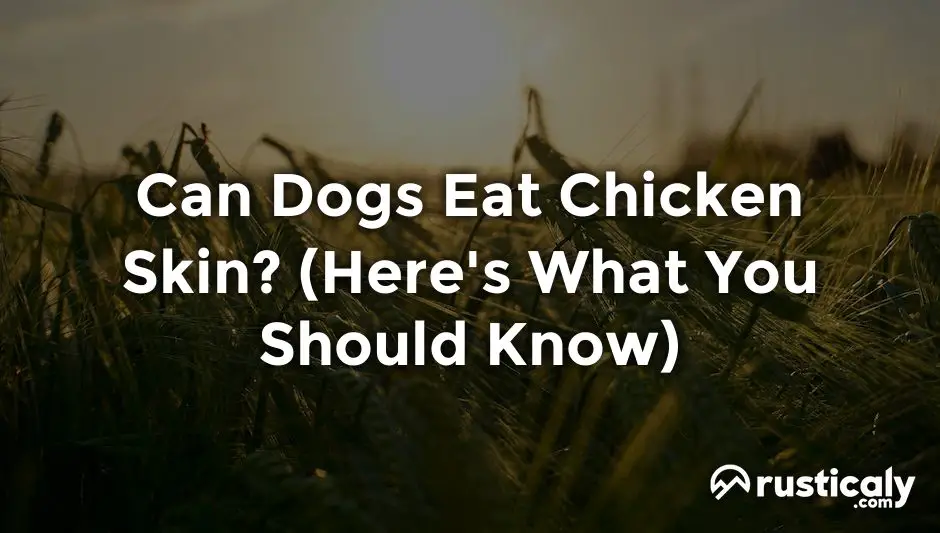 can dogs eat chicken skin